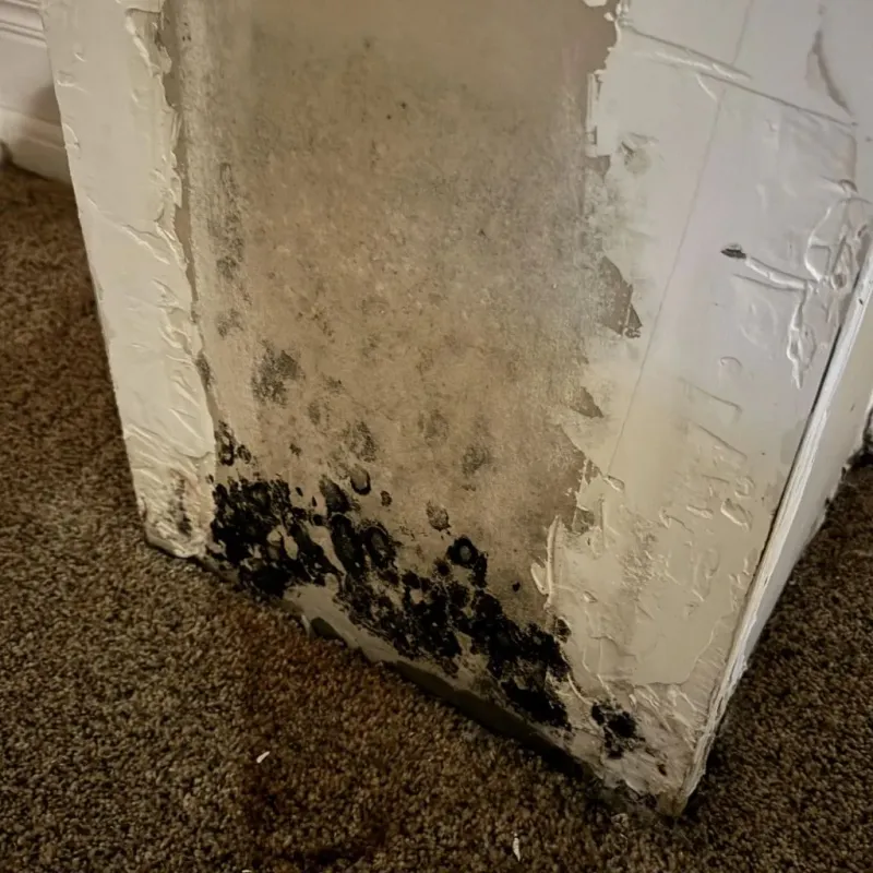 Professional Mold Removal in East Lexington, VA